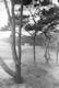 1955 - Wald