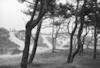 1955 - Wald
