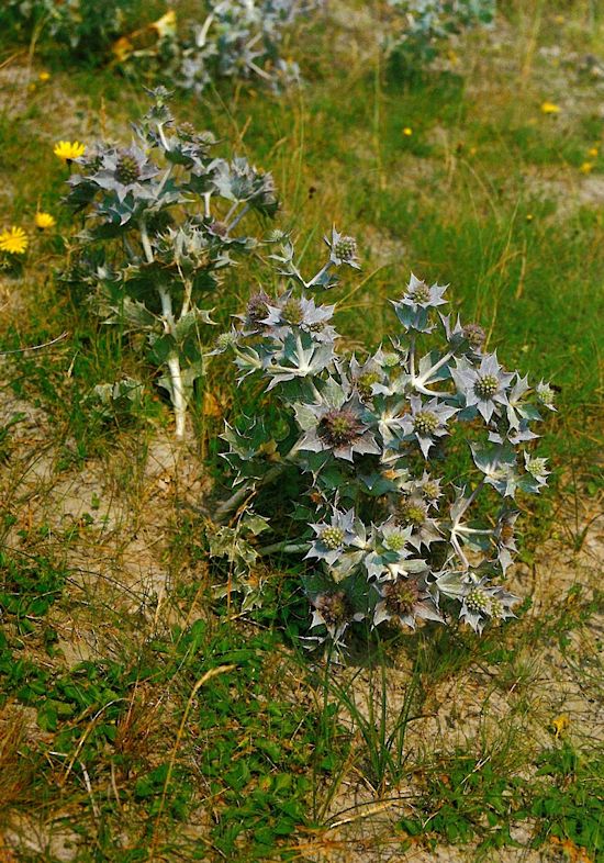Stranddistel