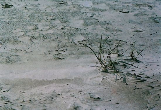 Strandquecke
