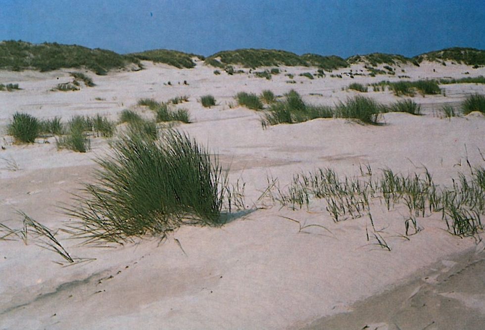 Strandhafer