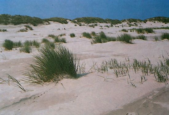 Strandhafer