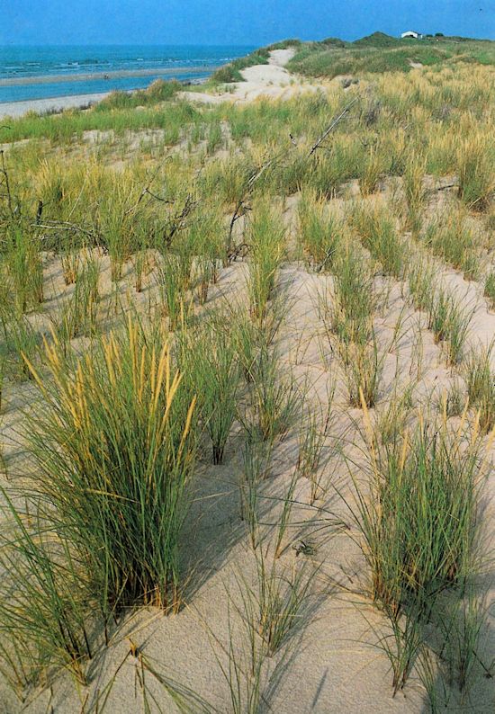Strandhafer