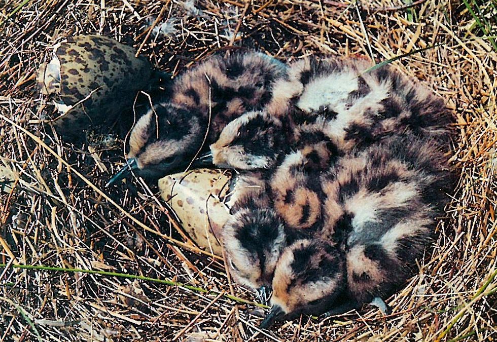 Die "Kinderstube" des Großen Brachvogels.