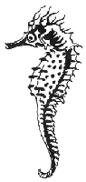 Seepferdchen