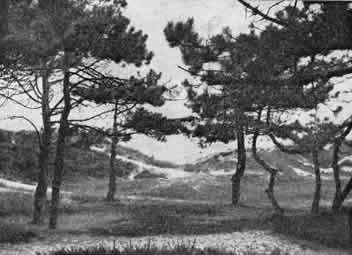 Wald