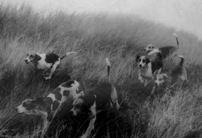 Hunde