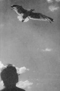 Möwe