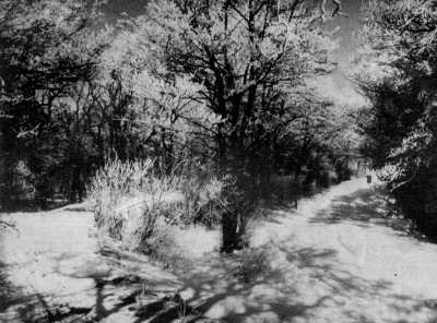 Inselwald