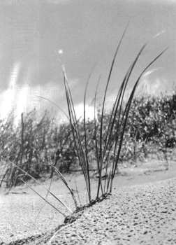 Strandhafer