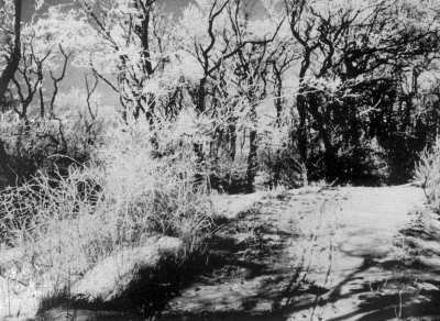 Winterwald