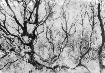 Inselwald