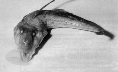 Leierfisch